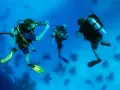 Trois plongeurs explorent les fonds marins, une scène typique d'une colonie de vacances plongée. L'un d'eux semble prendre une photo.