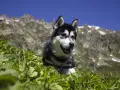 Un husky noir et blanc dans l'herbe avec des montagnes en arrière-plan.