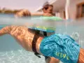 Plongeon sous-marin avec un dispositif de sécurité pour piscine, rappelant l'importance de la sécurité piscine réglementation pour tous.