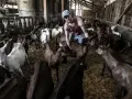 Un jeune homme s'occupe d'une **colonie de vacances à la ferme**, entouré de nombreuses chèvres dans une étable.