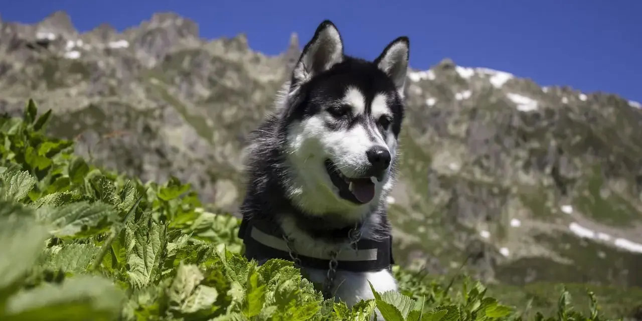 Un husky noir et blanc dans l'herbe avec des montagnes en arrière-plan.