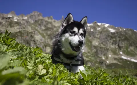 Un husky noir et blanc dans l'herbe avec des montagnes en arrière-plan.