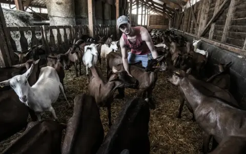 Un jeune homme s'occupe d'une **colonie de vacances à la ferme**, entouré de nombreuses chèvres dans une étable.