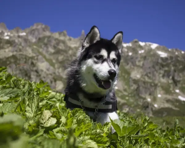 Un husky noir et blanc dans l'herbe avec des montagnes en arrière-plan.