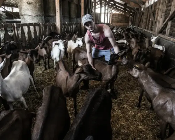 Un jeune homme s'occupe d'une **colonie de vacances à la ferme**, entouré de nombreuses chèvres dans une étable.