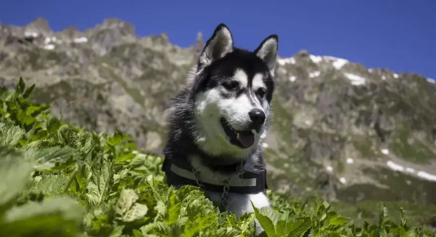 Un husky noir et blanc dans l'herbe avec des montagnes en arrière-plan.