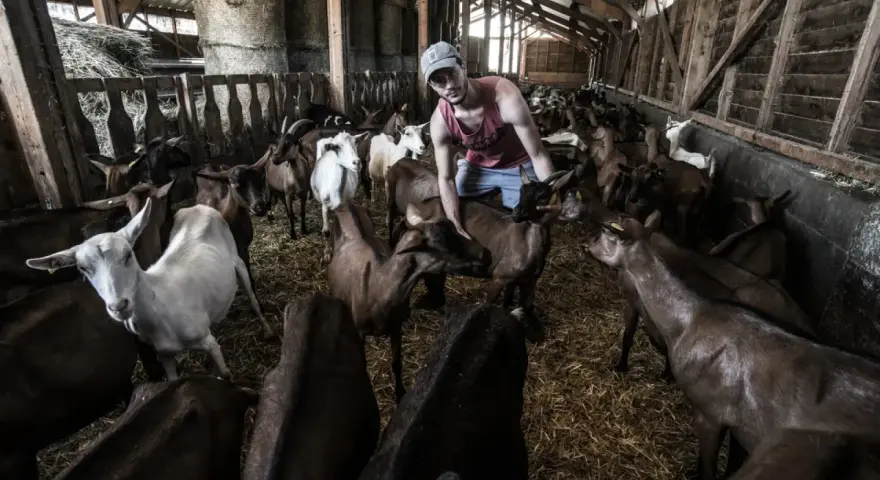 Un jeune homme s'occupe d'une **colonie de vacances à la ferme**, entouré de nombreuses chèvres dans une étable.
