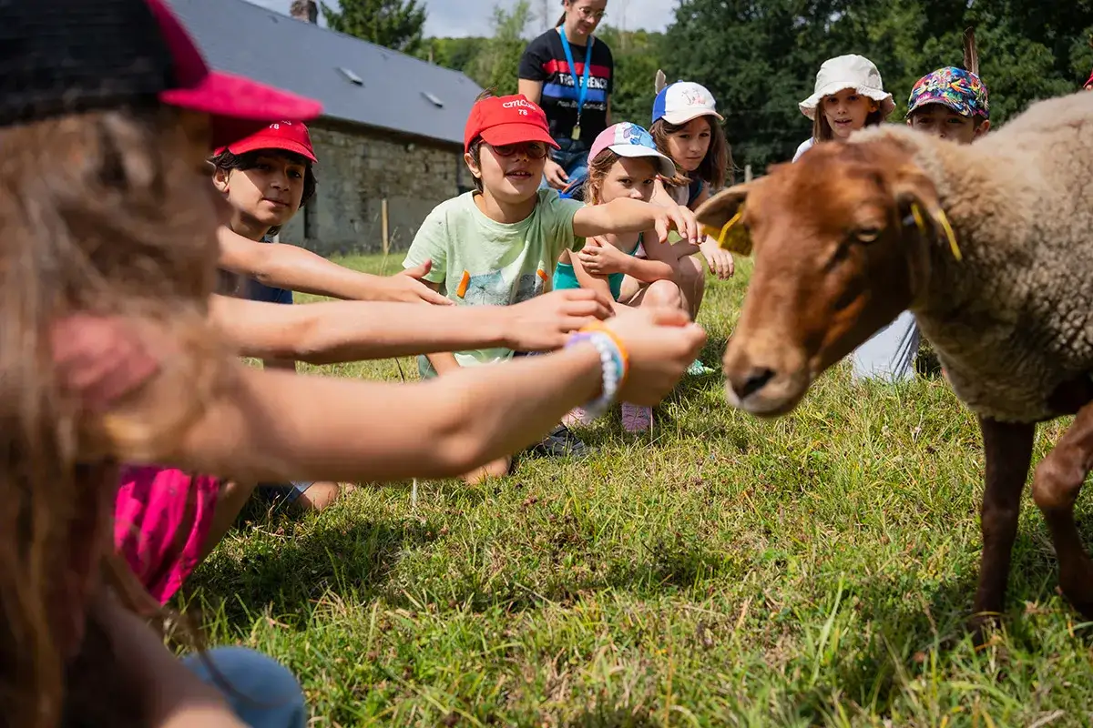 Enfants en colonie de vacances en Île-de-France découvrent un mouton dans un pré.